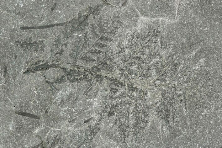 Fossil Fern (Lygenopteris) - Carboniferous #111663